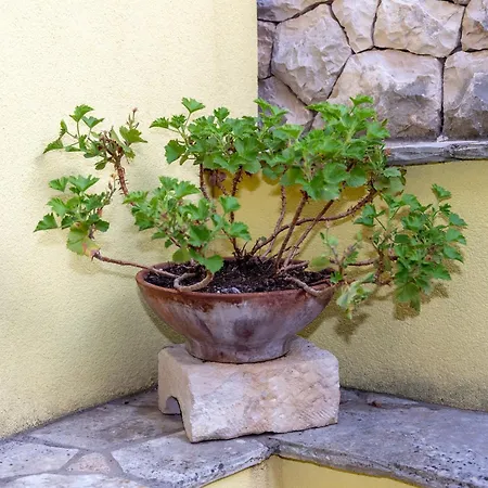 Dijana Apartment Prigradica